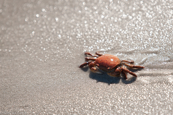 Crab